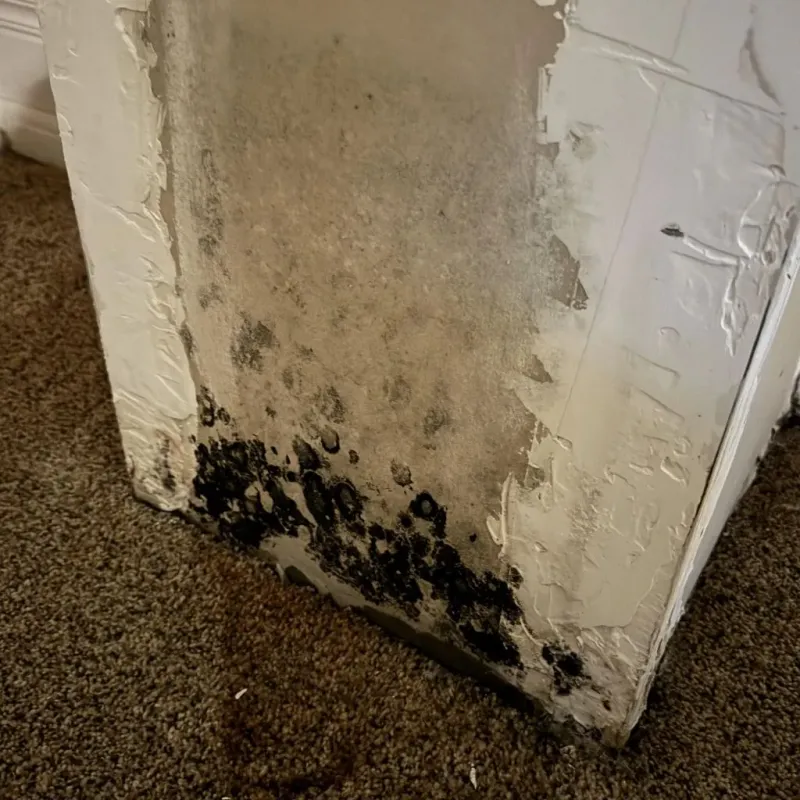 Professional Mold Removal in Church Rock, NM